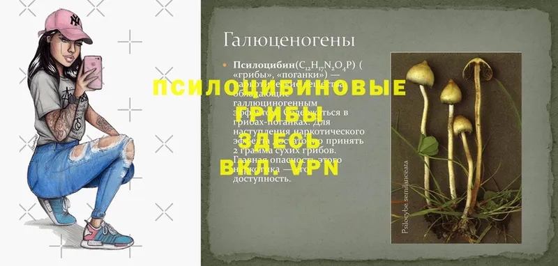 даркнет состав  продажа наркотиков  Люберцы  Псилоцибиновые грибы Cubensis 